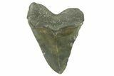 Serrated, Fossil Megalodon Tooth - North Carolina #382606-2